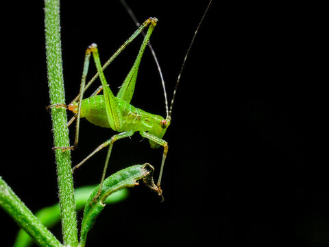 A green bush cricket nymph giving a pose stance on a small twig.