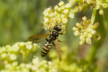 Vespa, Yellow Paper Wasp (Polistes dominula). Polistes dominulus, Sardinia Italy