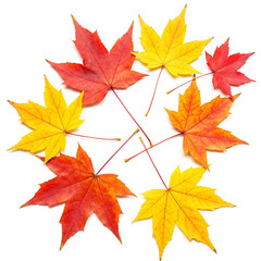 Colorful Foliage Background with Mixed Leaves,Multicolor Leaf Arrangement on Light Surface