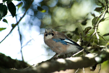 GHIANDAIA JAY (Garrulus glandarius) Monte Ortobene, Nuoro, Sardinia, Italy.