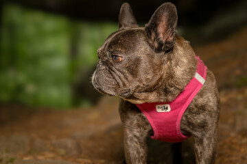 French bulldog portrait