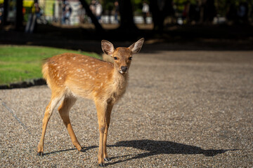 Adorable Young Deer in Nara Park