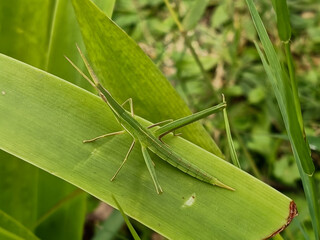 Green Grasshopper Perched On Leaf In Natural Setting On A Sunny Day