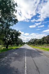 Scenic national road in Alentejo, Portugal, lined with cork oak trees under a bright spring sun. Perfect for travel, nature, and countryside themes.