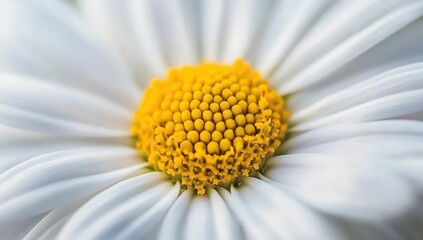Obraz premium Close-Up of a White Daisy Flower's Center, Showing Yellow Pollen and Petals, Detailed Macro Photography