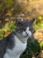 A captivating close-up shot of a gray and white cat with a slightly grumpy expression, sitting outdoors amidst fallen leaves. The cat's piercing gaze and furrowed brow create a sense of character
