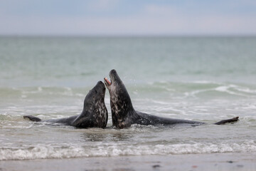 Obraz premium Spielende Robben