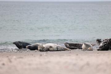 Robben auf Helgoland