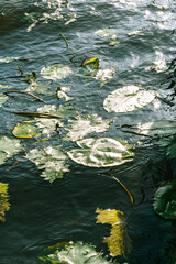 green leaves and reflection in water
