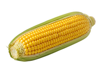 Freshly harvested corn on the cob isolated on a clean black backdrop