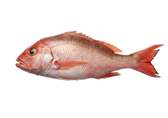 Vibrant red snapper displayed against an inky black backdrop, clean studio shot