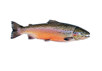 Naklejka premium Striking isolated rainbow trout showcasing vibrant colors and intricate patterns