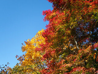 紅葉