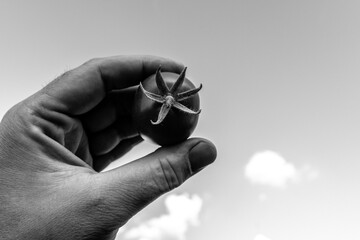 Farmer hand with garden tomato in black and white 