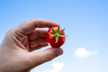 Hand with garden tomato and blue sky