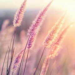 Fototapeta premium Beautiful pink grass flower in the field with sunset, Nature soft light blur filter and vintage tone, Selective focus.