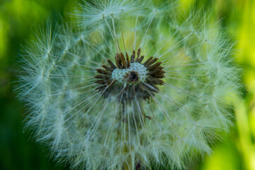 Obraz premium dandelion on green background