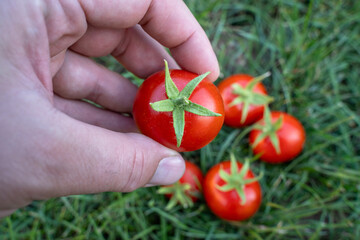 Hand with harvested garden tomatoes