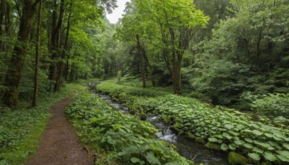 Serene Forest Path Along Tranquil Stream Surrounded by Lush Greenery in a Peaceful Woodland Setting