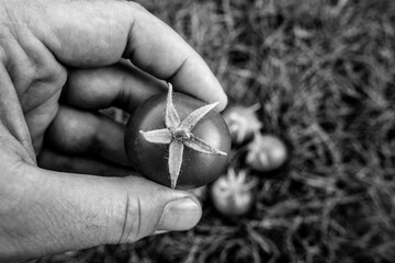Hand with garden tomatoes in black and white