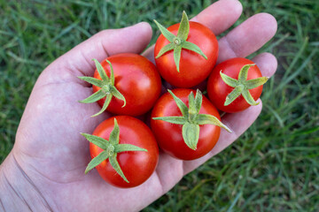 Farmer hand with garden tomatoes in summer