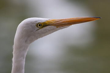 Close up head portrait of Great Egret against sun and water bokeh background