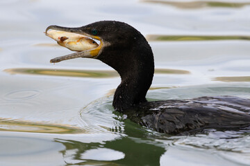 Cormorant with beak open and filled with fish caught on sunlit pond in close up action behavior portrait