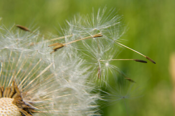dandelion seed head