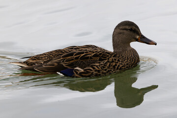 Female mallard duck swimming with purple speculum visible in outdoor portrait with reflection on pond water