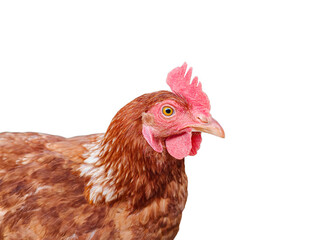 Side view of a brown hen. Close-up of a domestic chicken isolated on white or transparent background