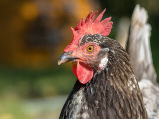 portrait of a rooster