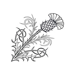 Scottish thistle vector line art in Celtic style flower illustration  with white background