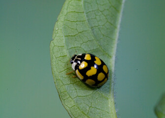Ladybird, Propylea 14-punctata, Fourteen-Spot Ladybird Beetle (Propylea quatuordecimpunctata), sitting on a leaf, Sardinia, Italy.. Sardinia, Italy
