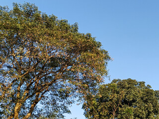 Looking Up at Lush Green Treetops Against a Clear Blue Sky on a Sunny Day