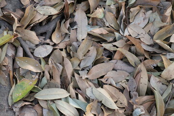 Dry leaves for background. Autumn.