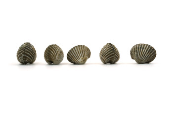 Fresh cockles on white background. Seafood.