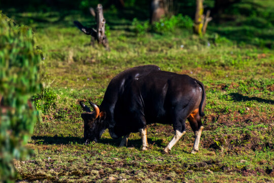 Huge male Indian gaur grazing in the woods, Kodaikanal, Tamil Nadu, India