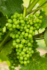Detail grapes of the vine in the time before locking