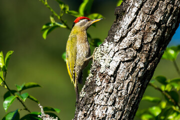 A Male Streak-throated woodpecker perched on a tree bark, Kodaikanal, Tamilnadu, India