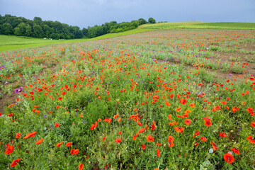Typical spring landscape with poppies near Silica (Szilice), National Park Slovak Kras, Slovakia