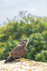 Common kestrel (Falco tinnunculus), falcon family Falconidae, Southern Moravia, Czech Republic