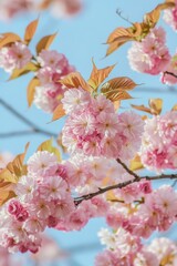 Obraz premium Captivating beauty of blooming cherry blossoms under a clear blue sky with vibrant green leaves