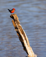 Vertical photo of vermillion flycatcher with tail up in cute and perky pose on broken tree trunk at El Rio Preserve in Arizona, United States