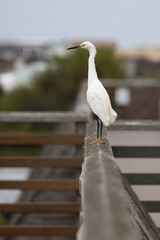Snowy Egret stands on boardwalk railing at Bolsa Chica Refuge in California, United States