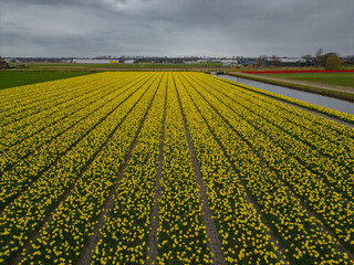 Blossoming tulip fields in a dutch landscape during spring season seen from above. Amazing view from drone with a land full of flowers on a cloudy day. Plant culture in the Netherlands