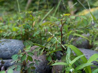 Close Up View Of A Green Leafy Plant Growing Among Gray Riverbed Stones and Pebbles