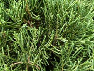 Detailed Close up Of Vibrant Green Evergreen Foliage Background Texture