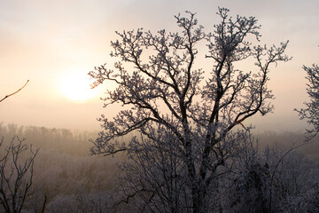 Frozen Tree with White Branches during Sunset in Winter