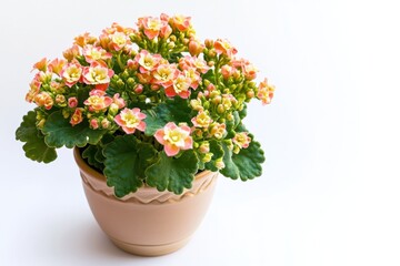Fototapeta premium Blooming Kalanchoe in a stylish pot against a bright background showcasing vibrant colors and detailed foliage