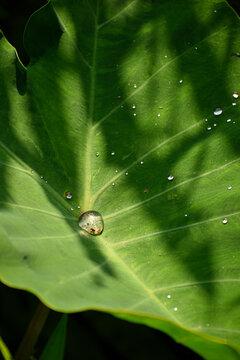 dew on leaf